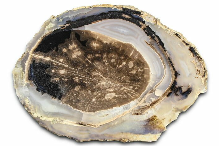 Petrified Wood (Schinoxylon) End-Cut - Blue Forest, Wyoming #362454